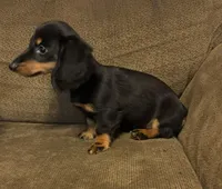 Moira, a female Miniature Dachshund for sale in Accident, MD – 3 of 3