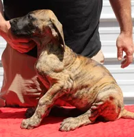 Sierra, a male Great Dane for sale in Accident, MD – 3 of 3