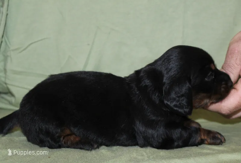 Dogo – Miniature Dachshund puppy for sale in Accident, MD