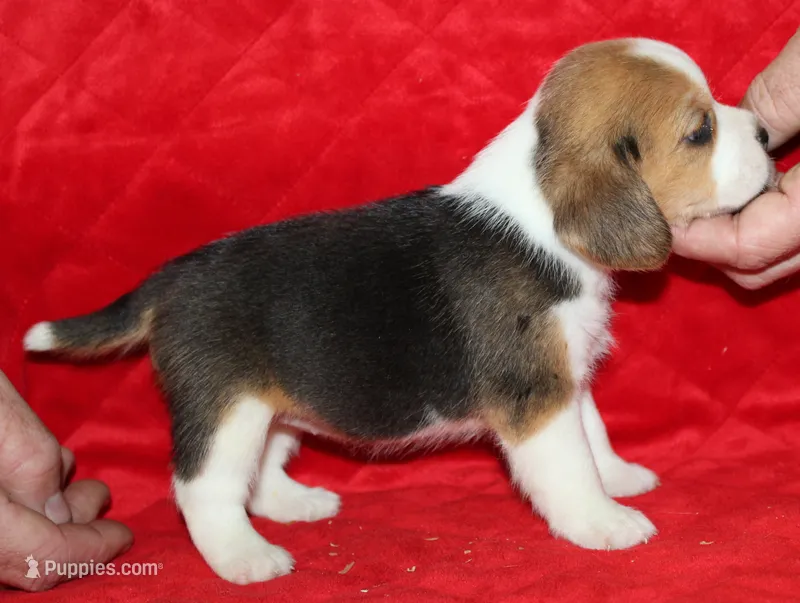 Emma – Beagle puppy for sale in Accident, MD