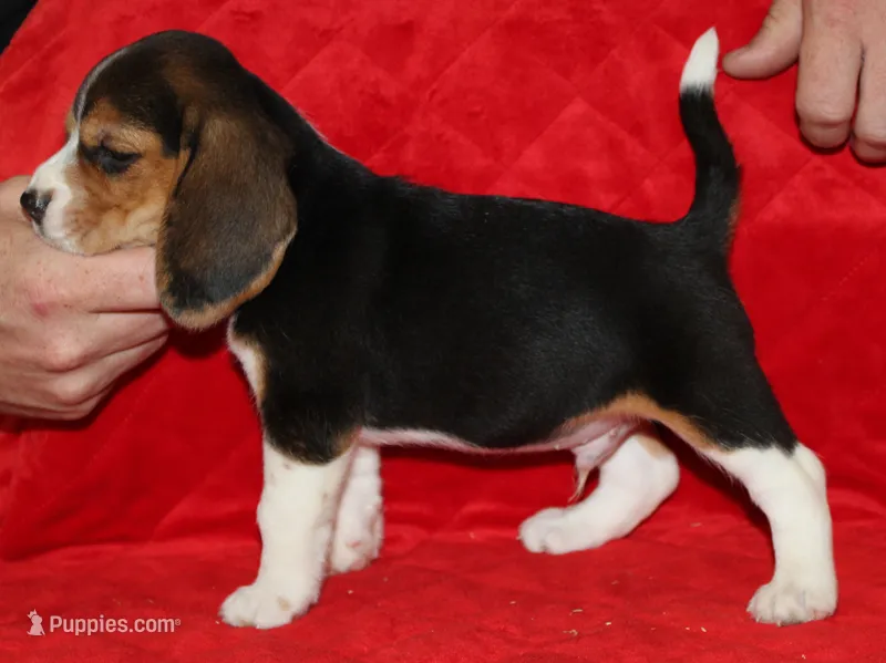 Gus – Beagle puppy for sale in Accident, MD