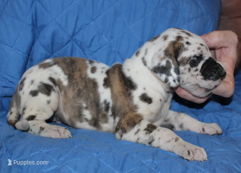 Siren – Great Dane puppy for sale in Accident, MD