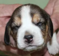 Gail, a female Beagle for sale in Accident, MD – 2 of 3