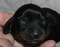 Dogo, a male Miniature Dachshund for sale in Accident, MD – 2 of 3