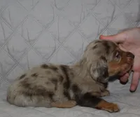 Misha, a female Miniature Dachshund for sale in Accident, MD – 1 of 3
