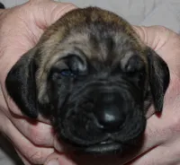 Sierra, a male Great Dane for sale in Accident, MD – 2 of 3
