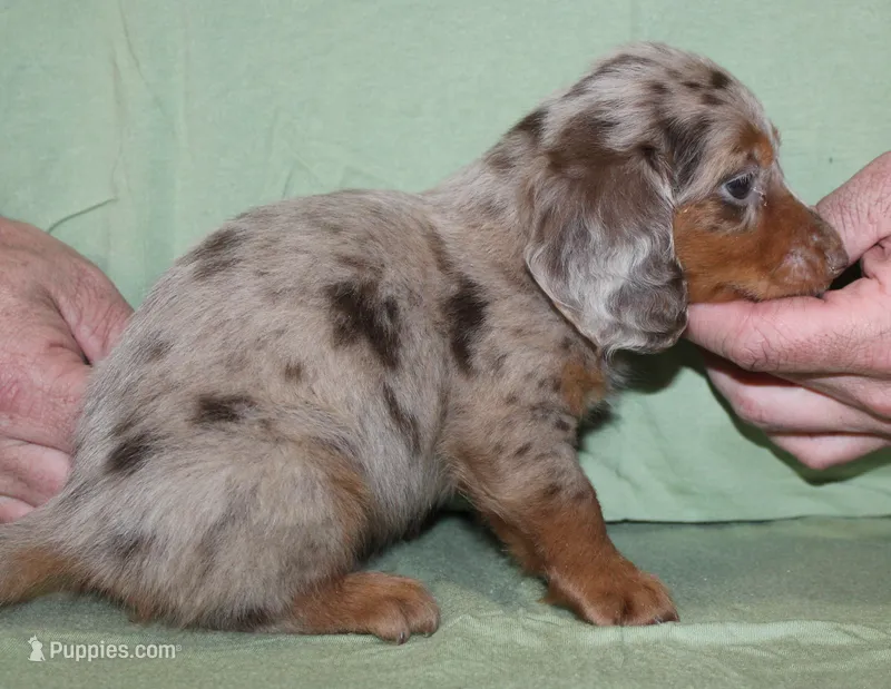 Milo – Miniature Dachshund puppy for sale in Accident, MD