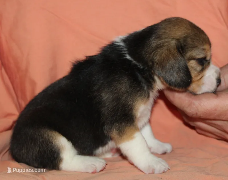 Gail – Beagle puppy for sale in Accident, MD