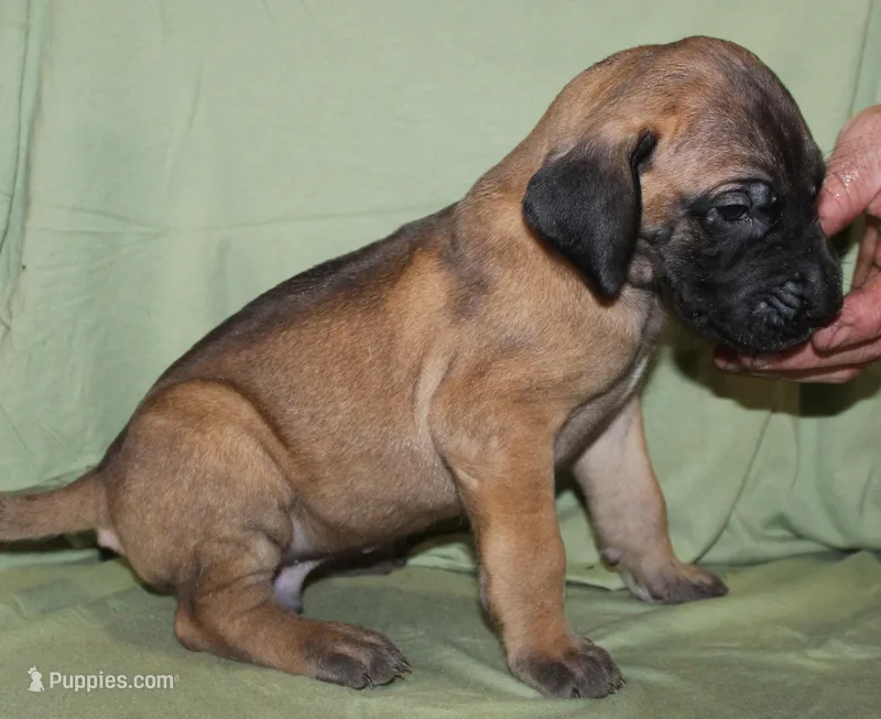 Sawyer – Great Dane puppy for sale in Accident, MD