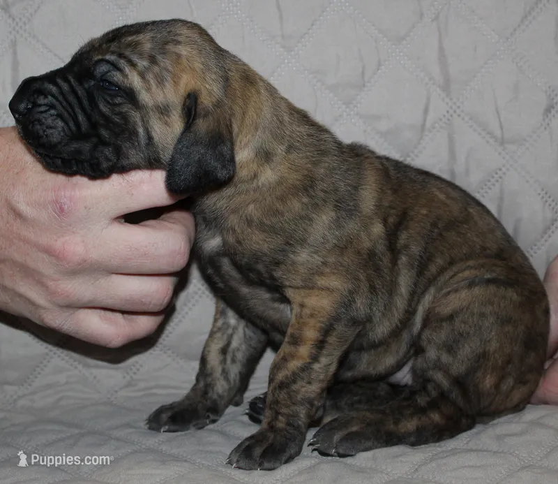 Sierra – Great Dane puppy for sale in Accident, MD