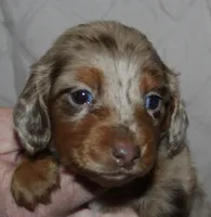 Milo, a male Miniature Dachshund for sale in Accident, MD – 2 of 3