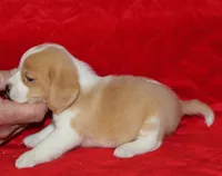 Emmitt, a male Beagle for sale in Accident, MD – 3 of 3