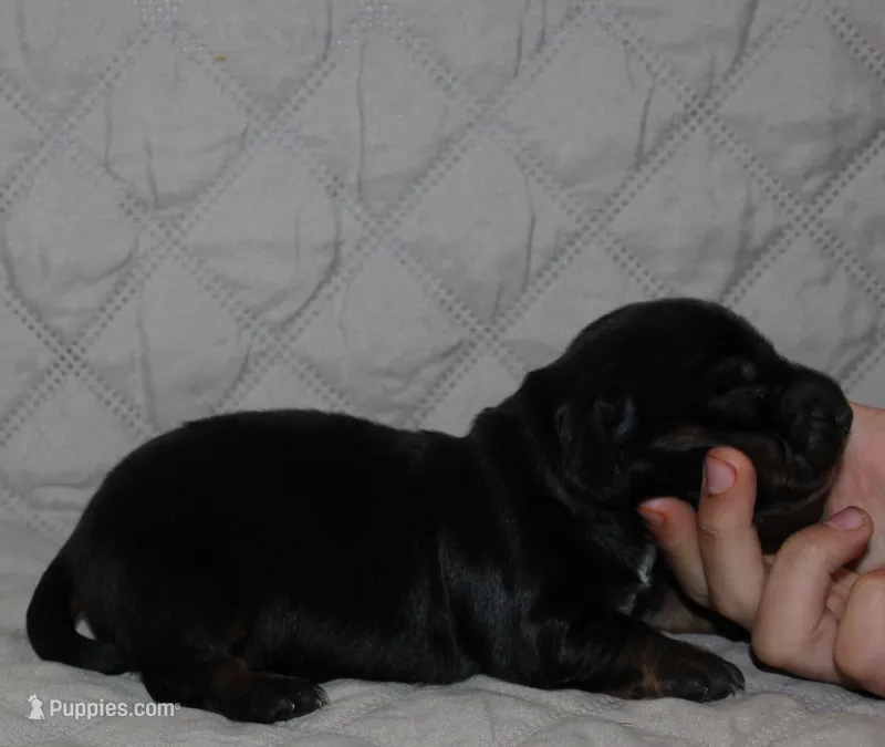 Dogo, a male Miniature Dachshund for sale in Accident, MD – 1 of 3