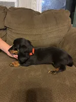 Marcy, a female Miniature Dachshund for sale in Accident, MD – 2 of 4