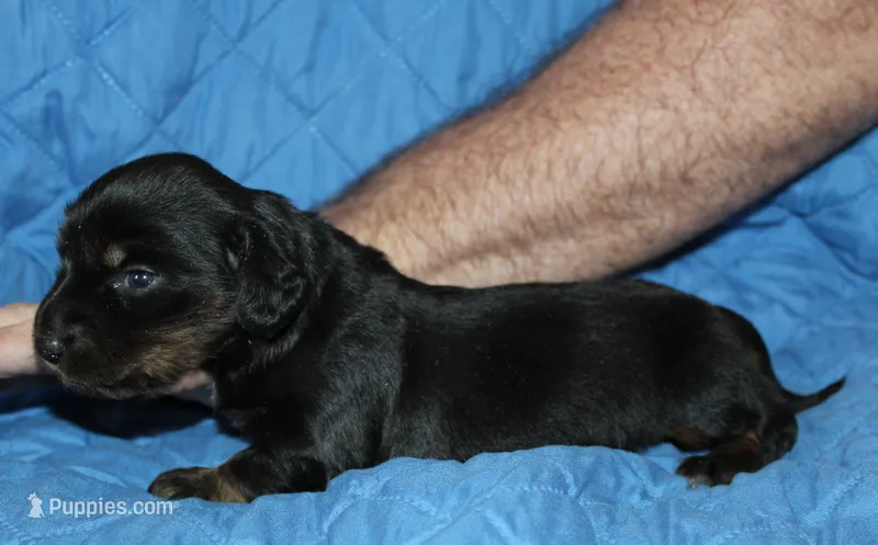Dogo – Miniature Dachshund puppy for sale in Accident, MD