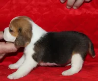 Emma, a female Beagle for sale in Accident, MD – 3 of 3