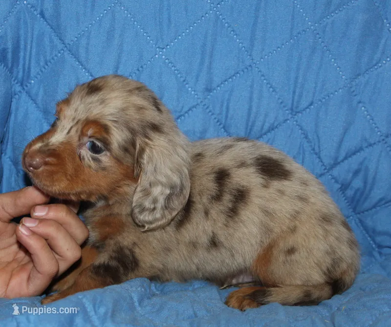 Milo – Miniature Dachshund puppy for sale in Accident, MD