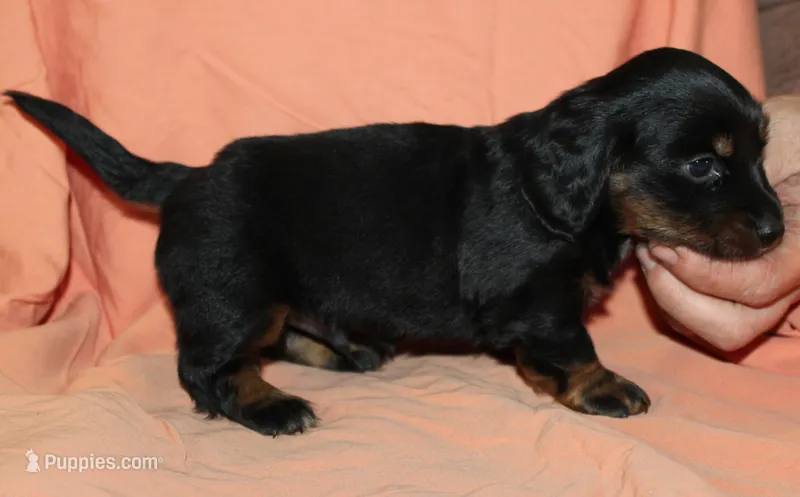 Dogo – Miniature Dachshund puppy for sale in Accident, MD