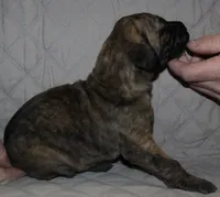 Sierra, a male Great Dane for sale in Accident, MD – 3 of 3