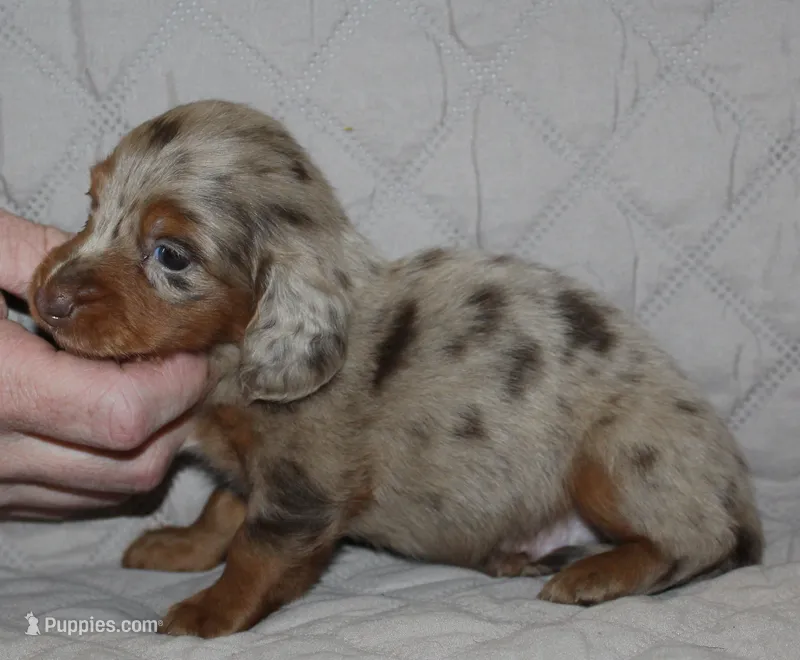 Milo – Miniature Dachshund puppy for sale in Accident, MD