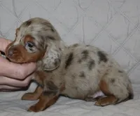 Milo, a male Miniature Dachshund for sale in Accident, MD – 1 of 3
