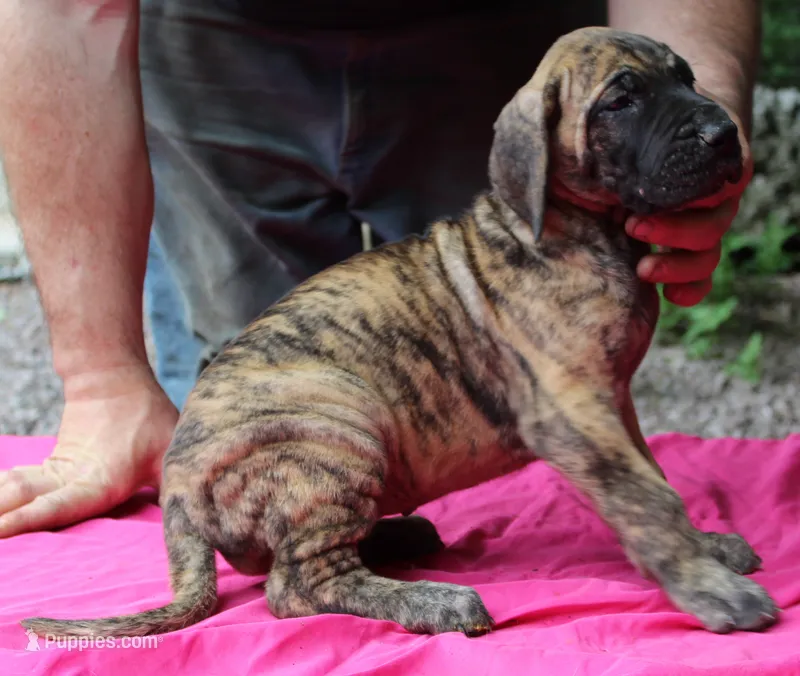Sierra – Great Dane puppy for sale in Accident, MD