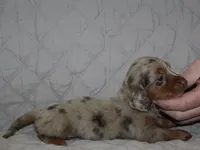 Milo, a male Miniature Dachshund for sale in Accident, MD – 3 of 3