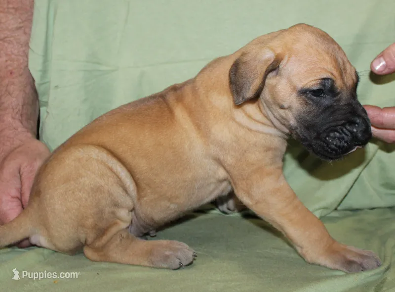 Sirius – Great Dane puppy for sale in Accident, MD
