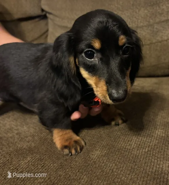 Marcy – Miniature Dachshund puppy for sale in Accident, MD