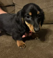 Marcy, a female Miniature Dachshund for sale in Accident, MD – 1 of 4