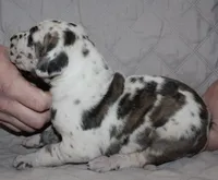 Siren, a male Great Dane for sale in Accident, MD – 3 of 3