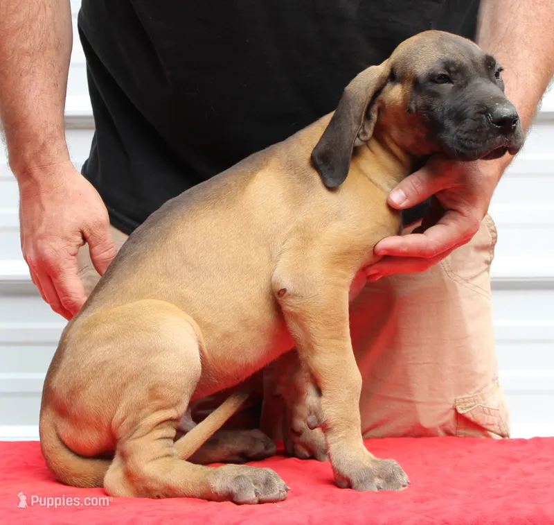 Sawyer – Great Dane puppy for sale in Accident, MD