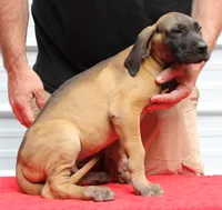 Sawyer, a male Great Dane for sale in Accident, MD – 1 of 3