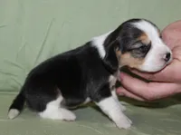 Gavin, a male Beagle for sale in Accident, MD – 1 of 3