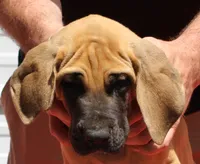 Sirius, a male Great Dane for sale in Accident, MD – 2 of 3