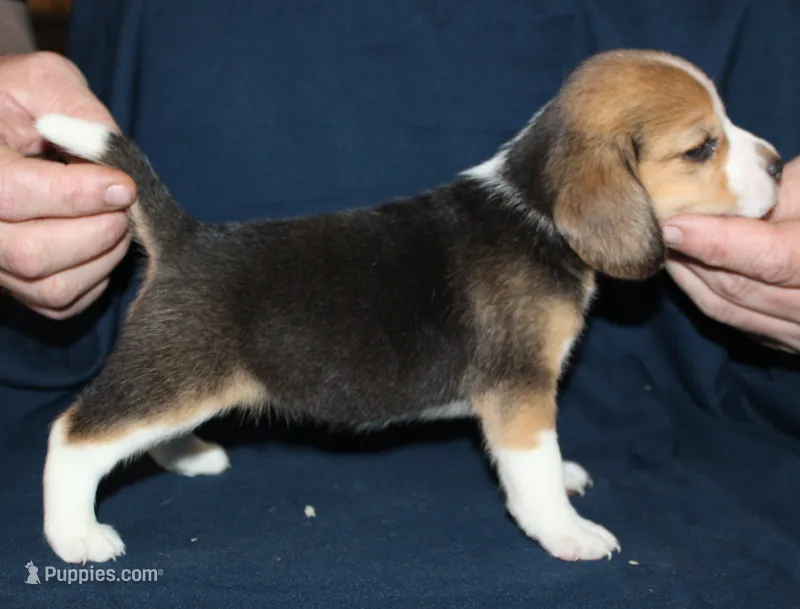 Gail – Beagle puppy for sale in Accident, MD