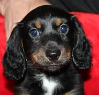 Dogo, a male Miniature Dachshund for sale in Accident, MD – 2 of 3