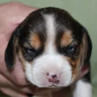 Gus, a male Beagle for sale in Accident, MD – 2 of 3