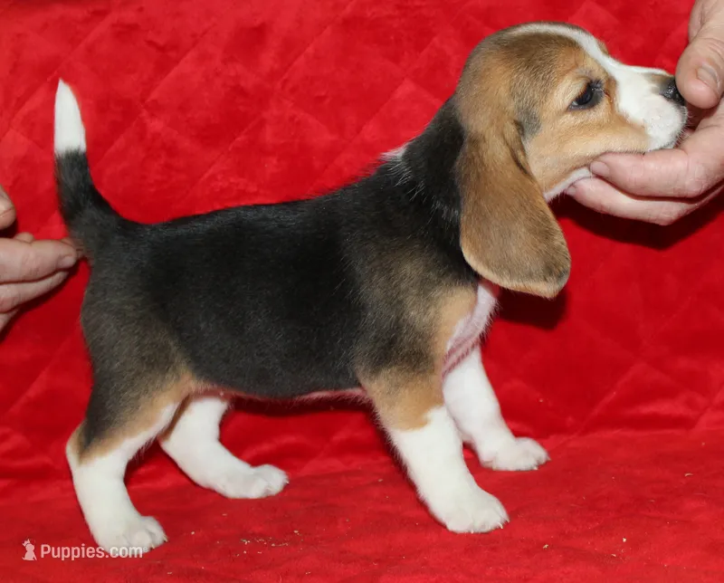 Gail – Beagle puppy for sale in Accident, MD