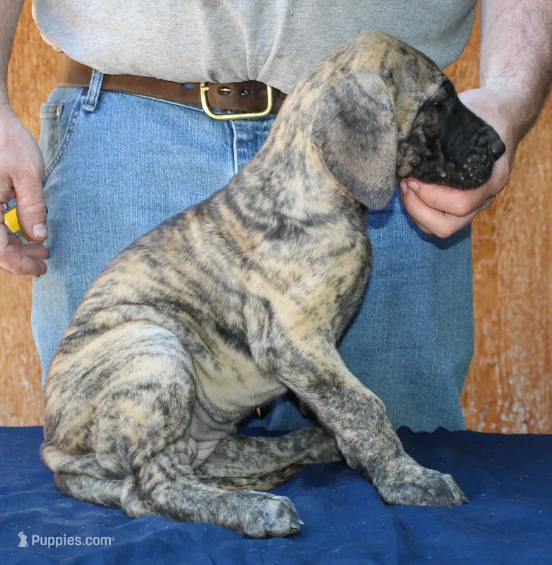 Sierra – Great Dane puppy for sale in Accident, MD