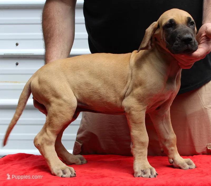 Sirius – Great Dane puppy for sale in Accident, MD