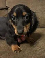 Marcy, a female Miniature Dachshund for sale in Accident, MD – 4 of 4