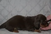 Mika, a female Miniature Dachshund for sale in Accident, MD – 3 of 3