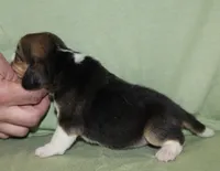 Gail, a female Beagle for sale in Accident, MD – 3 of 3