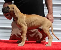 Sirius, a male Great Dane for sale in Accident, MD – 3 of 3