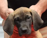 Sawyer, a male Great Dane for sale in Accident, MD – 2 of 3