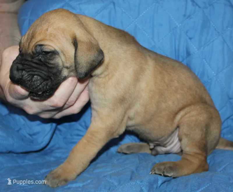 Sirius – Great Dane puppy for sale in Accident, MD