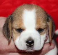 Emma, a female Beagle for sale in Accident, MD – 2 of 3