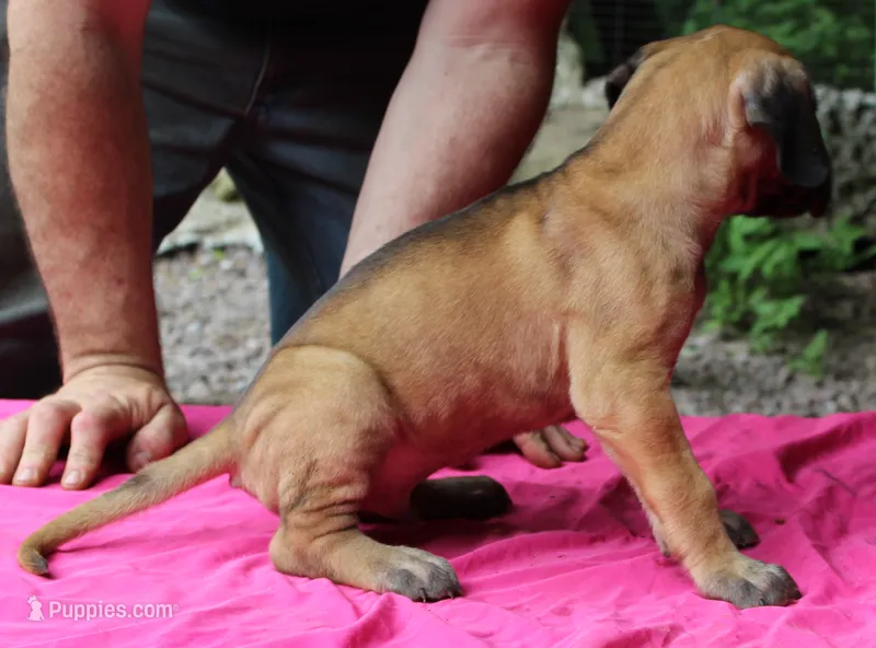 Sawyer – Great Dane puppy for sale in Accident, MD