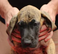 Sierra, a male Great Dane for sale in Accident, MD – 2 of 3